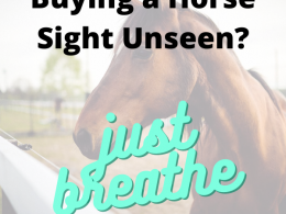 Buying a Horse Sight Unseen