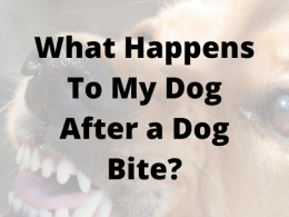 What Happens To My Dog After a Dog Bite