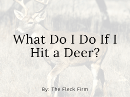 What to do if I hit a deer in a car accident