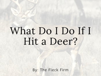 What to do if I hit a deer in a car accident